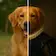 Logo of Luks - AI Pet Portraits